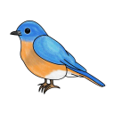 Bluebird
